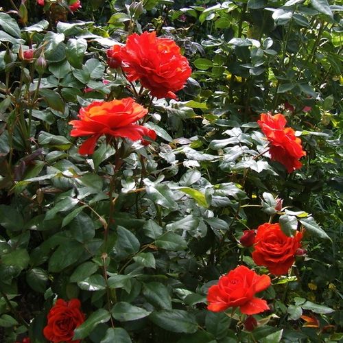 Oranžová až oranžovočervená - Stromkové růže s květmi čajohybridů - stromková růže s rovnými stonky v koruně